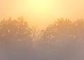Sun Rising Above Tree Silhouette With Misty Fog. Czech Landscape Background