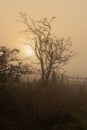 The sun rising behind a hedgerow on a misty winter morning Royalty Free Stock Photo
