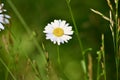 Soft early morning sunrays catch the dew and remaining raindrops on the face of this daisy bloom Jenningsville Pennsylvania Royalty Free Stock Photo