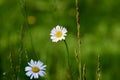 Soft early morning sunrays catch the dew and remaining raindrops on the face of this daisy bloom Jenningsville Pennsylvania Royalty Free Stock Photo