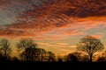 Sun rising at dawn creating a colurful red and golden sky over a group of trees in Winter.