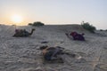 Sun rising at the horizon of Thar desert, Rajasthan, India. Dromedary, dromedary camel, Arabian camel, or one-humped camel is