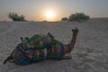 Sun rising at the horizon of Thar desert, Rajasthan, India. Dromedary, dromedary camel, Arabian camel, or one-humped camel with