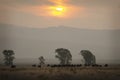 The sun rising over Mormon Row with bison gathering in the grasslands.