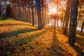 Sun rising in pine wood of pang ung maehongsorn northern of thai