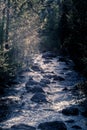 Sun on the River filtering through Trees in Grand Teton National Park Royalty Free Stock Photo