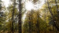 The sun`s rays in the autumn forest Royalty Free Stock Photo