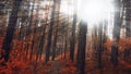 The sun`s rays in the autumn forest Royalty Free Stock Photo