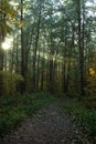 The sun`s rays break through the crowns of trees in the autumn deciduous forest