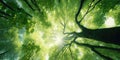 The sun\'s rays break through the green foliage of a tree, bottom-up view. Generative ai