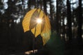 The sun`s rays break through the yellow leaves.