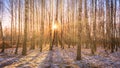 The sun`s rays breaking through the birches and the last non-melting snow on the ground in a birch forest in spring Royalty Free Stock Photo