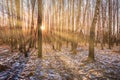 The sun`s rays breaking through the birches and the last non-melting snow on the ground in a birch forest in spring Royalty Free Stock Photo