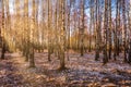 The sun`s rays breaking through the birches and the last non-melting snow on the ground in a birch forest in spring Royalty Free Stock Photo