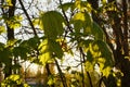 The sun`s rays dawn illuminate the green leaves of young maple. The concept of spring and rebirth Royalty Free Stock Photo