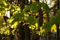 The sun`s rays at dawn illuminate green leaves of young maple. The concept of spring and rebirth Royalty Free Stock Photo