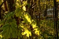 The sun`s rays at dawn illuminate green leaves of young maple. Spring concept Royalty Free Stock Photo
