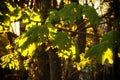 The sun`s rays at dawn illuminate the green leaves of young maple. Toning soft dawn. Royalty Free Stock Photo
