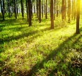 Sun's rays in the forest