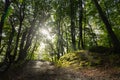 The sun`s rays hit a hiking trail on the Baltic island of RÃÂ¼gen. Royalty Free Stock Photo