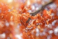 Sun's rays illuminate foliage on treetop