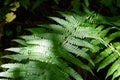 The sun`s rays illuminate the green leaves of the fern