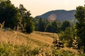 The sun\'s rays illuminate the mid-forest meadow