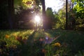 The sun`s rays between the leaves - autumn sun seasonal scene in nature