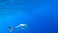 Sun`s rays of light make their way across the surface of the sea, illuminating blue fish swimming underwater Royalty Free Stock Photo