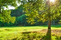 The sun`s rays make their way through the crown of the tree against the background of the green lawn. Royalty Free Stock Photo