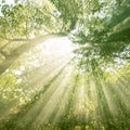 The sun`s rays make their way through the leaves of trees in a garden at sunrise in spring or summer