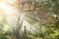 The sun`s rays make their way through the leaves of trees in a garden or wild forest at sunset or sunrise in spring or summer. Royalty Free Stock Photo