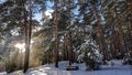 The sun\'s rays make their way through the snowy forest