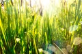 The sun`s rays shining through the stalks of lush green grass. Sun glare. Royalty Free Stock Photo