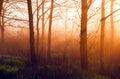 The sun`s rays make their way through the trees in the forest at sunrise, background in orange and green tones