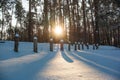 The sun`s rays make their way through the trees in the winter forest