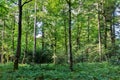 Sun's rays make their way through the trunks of trees in a pine forest Royalty Free Stock Photo