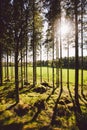 Sun`s rays make their way through the trunks of trees in a pine forest Royalty Free Stock Photo
