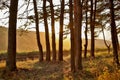 sun\'s rays penetrate through trunks of pine trees. Golden sunrise in national park. Aerial perspective of fir trees.