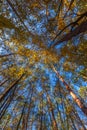 The sun`s rays penetrating the trees in the forest. phenomenal forest. view of the trees from below on the canopy. different