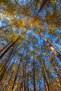 The sun`s rays penetrating the trees in the forest. phenomenal forest. view of the trees from below on the canopy. different