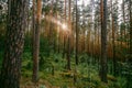 The sun`s rays in the pine green forest Royalty Free Stock Photo