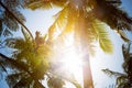 The sun rays shine directly into the camera through the green leaves and branches of tall tropical palm trees. Against the