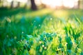 The sun`s rays shine through the forest on meadows with young green grass with dew drops and bokeh. Defocused natural spring Royalty Free Stock Photo