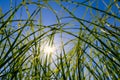 The sun`s rays shine through the tall green grass. Royalty Free Stock Photo