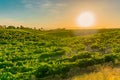 California Vineyard at Dusk with rows of vines Royalty Free Stock Photo