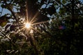 The sun`s rays shining through the leaves, tree branches. The sun is like a star. Natural background Royalty Free Stock Photo