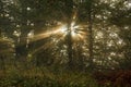 Sun's rays shining through the trees in the foggy forest