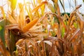 Sun\'s warmth as the yellow corn\'s bloom exemplifies the beauty of nature\'s growth and renewal Royalty Free Stock Photo