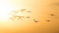 Sandhill Cranes Flying Into the Sunset Royalty Free Stock Photo